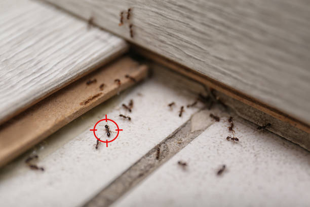Best Emergency Pest Control  in Hammonton, NJ